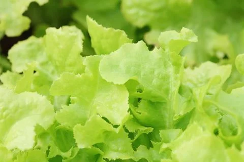 Vegetable Stock Photos