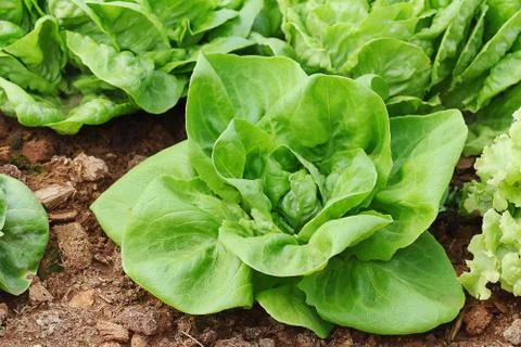 Vegetable Stock Photos