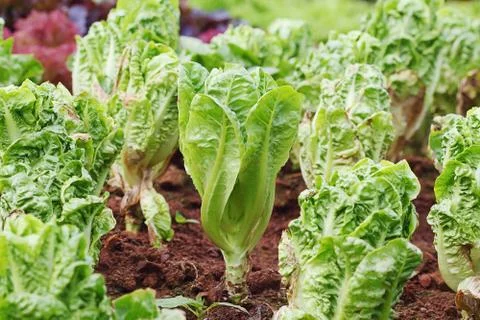 Vegetable Stock Photos