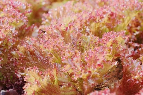 Vegetable Stock Photos