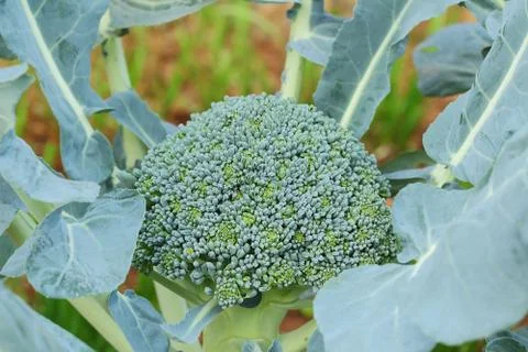 Vegetable Stock Photos