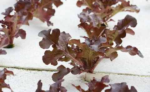 Vegetable Foto stock