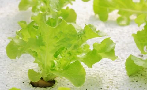 Vegetable Stock Photos