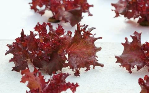 Vegetable Stock Photos