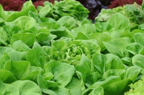 Vegetable Stock Photos