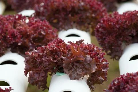 Vegetable Stock Photos