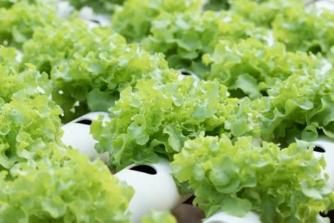 Vegetable Stock Photos