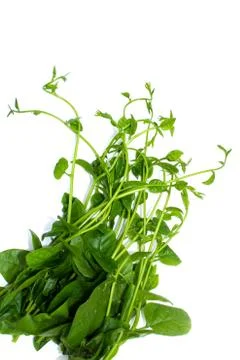 Vegetable Stock Photos