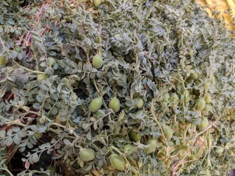 Vegetable Stockfoto's