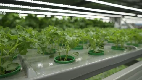 Vegetable plant in hydropon farm. Stock-Footage 317539758