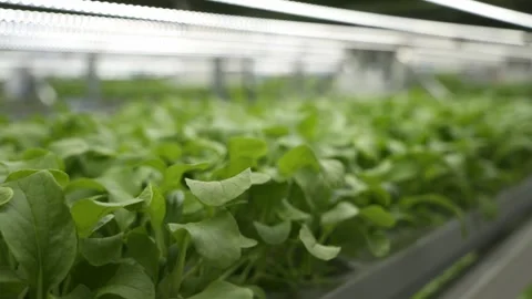 Vegetable plant in hydropon farm. Stock-Footage 317542053