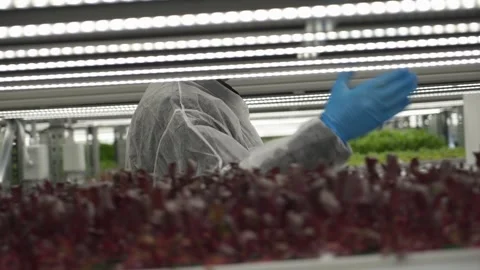 Vegetable plant in hydropon farm. Vídeo Stock 317543253