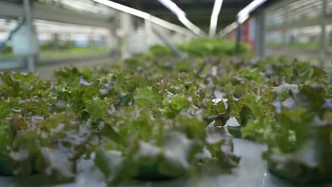 Vegetable plant in hydropon farm. Vídeo Stock 317544171