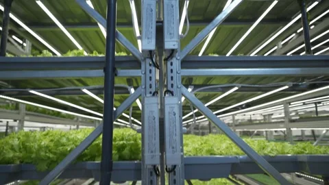 Vegetable plant in hydropon farm. Vídeos de archivo 317544373