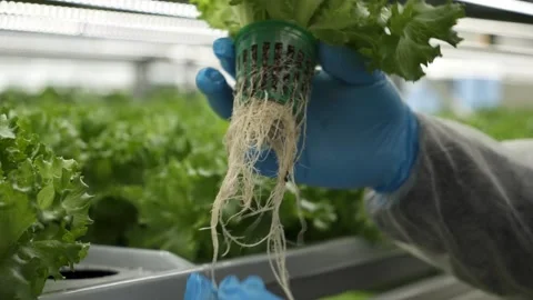 Vegetable plant in hydropon farm. Stock-Footage 317550397