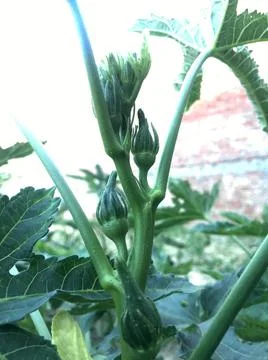 Vegetable plant Stock Photos