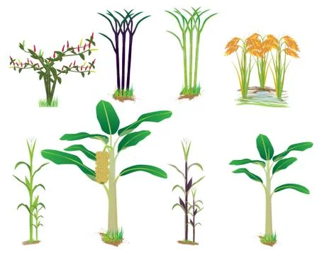 Vegetable plant vector design Stock Illustration