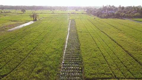 Vegetable plantation between rice fields Stockbeeldmateriaal 341543032