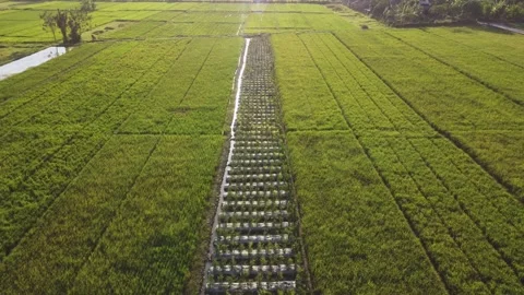 Vegetable plantation between rice fields Stock Footage 341543095