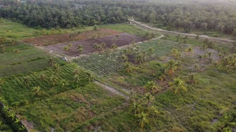 Vegetable plantation with coconut tree Stock Footage 149202521
