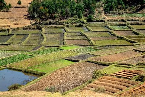 Vegetable plantation Stock Photos