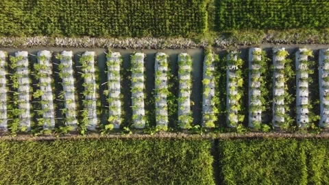 Vegetable plantation surrounded by rice fields Stock-Footage 341543186