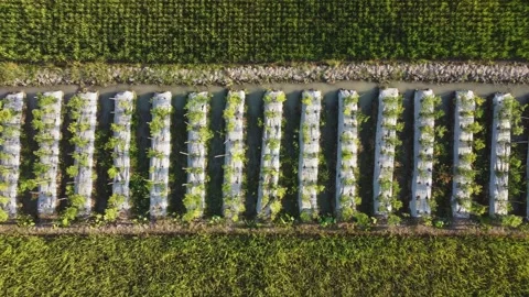 Vegetable plantation surrounded by rice fields Vídeo Stock 341543479