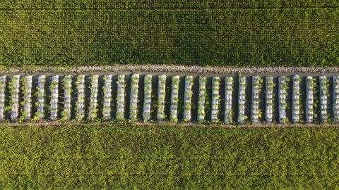 Vegetable plantation surrounded by rice fields Vídeo Stock 341543690