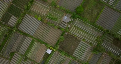 Vegetable plantations in the Bedugul area of Bali, Indonesia. Near Beratan Lake Stock Footage 252574829