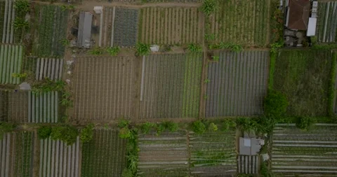 Vegetable plantations in the Bedugul area of Bali, Indonesia. Near Beratan Lake Stock Footage 252637270