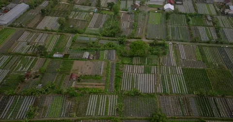 Vegetable plantations in the Bedugul area of Bali, Indonesia. Near Beratan Lake Stock Footage 252967159