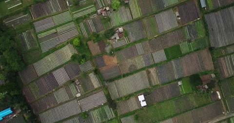 Vegetable plantations in the Bedugul area of Bali, Indonesia. Near Beratan Lake Stockbeeldmateriaal 254840500