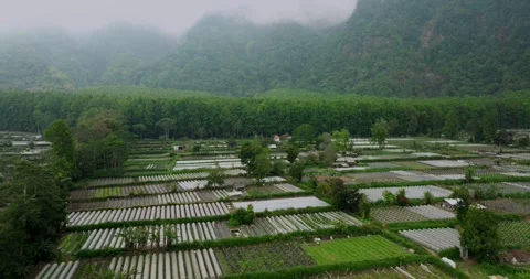 Vegetable plantations in the Bedugul area of Bali, Indonesia. Near Beratan Lake Stock-Footage 254961329