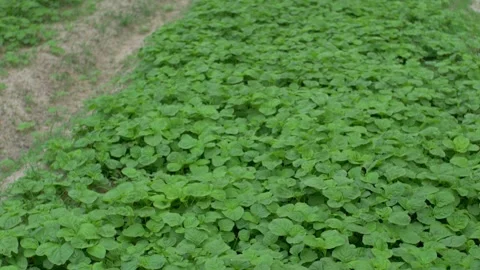 Vegetable plantations Stock Footage 252117346