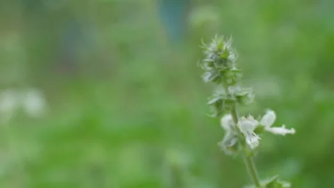 Vegetable plantations Stock Footage 252117353