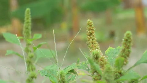 Vegetable plantations 動画素材 252117687