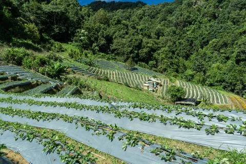 Vegetable plantations in the middle of the forest Stock Photos