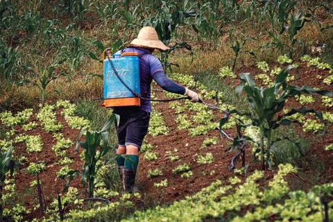 Vegetable planting being sprayed. Stock Photos
