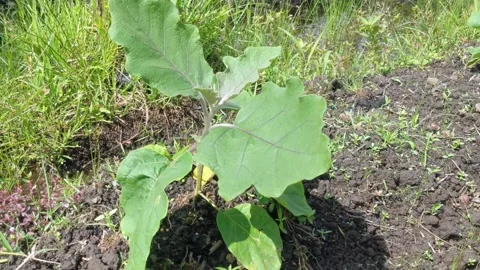 Vegetable plants from eggplant Stock Footage 294286054