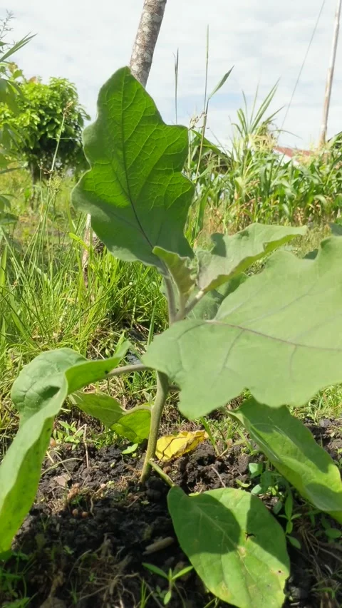 Vegetable plants from eggplant Stock Footage 294286291