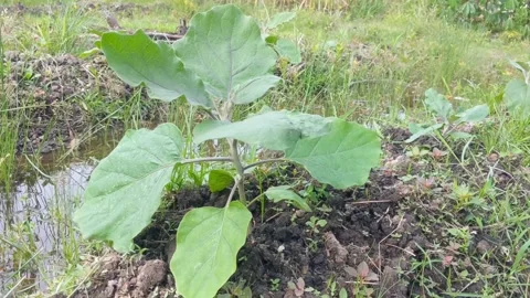 Vegetable plants from eggplant Stock Footage 294286299