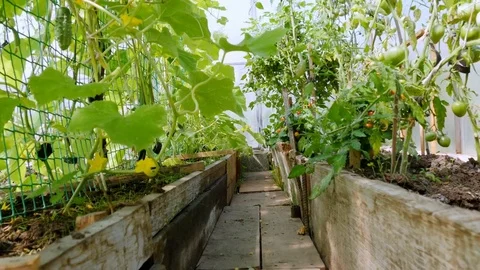 Vegetable plants in the greenhouse Stock-Footage 80547790