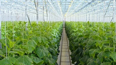 Vegetable Plants Growing in Hydroponic Greenhouse Stock Footage