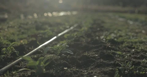 Vegetable plants growing in rows in organic garden Video stock 76413978