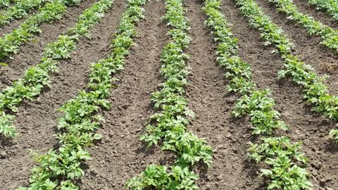 Vegetable - plants of potato Foto stock