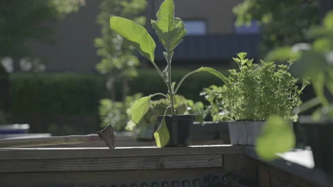 Vegetable plants in pots set on the edge of a raised garden bed Stock Footage 157601450