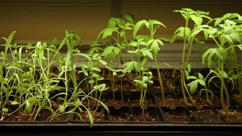 Vegetable plants under grow light Stock Footage 172512384