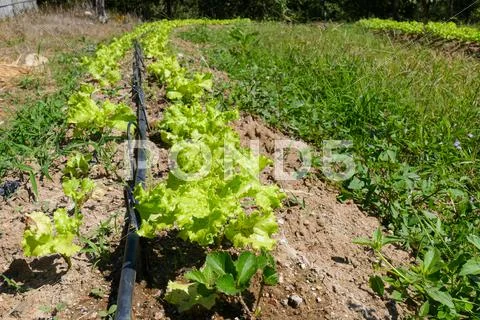 Vegetable plot and water dripper system Stock Photos