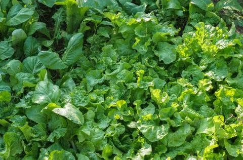 Vegetable plot of  Chinese white cabbage in the morning. Stock Photos