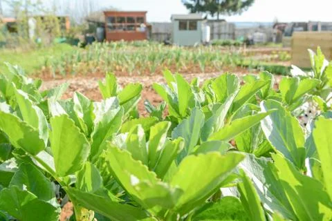 Vegetable plot in a community garden Stock Photos